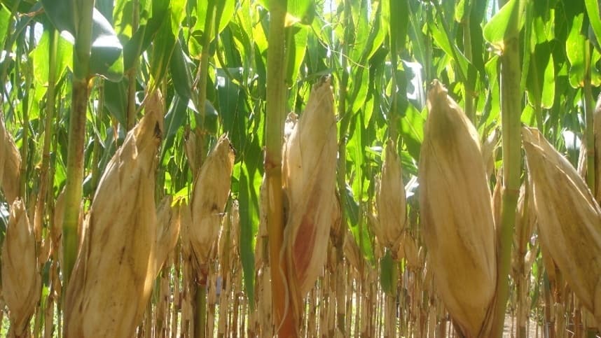 Definição da área de milho safrinha varia com preços e riscos climáticos