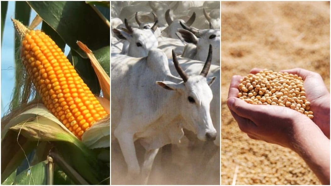 Canal Rural lança série de lives sobre preços de commodities