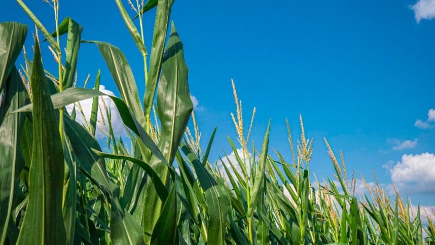 Carvão comum no milho pode aumentar com mudanças climáticas