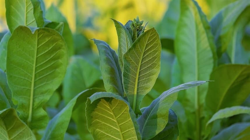 A rotina diária do produtor de tabaco: desafios e tarefas do campo
