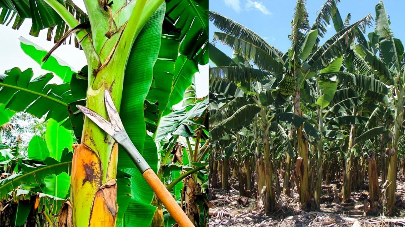 Rabo de Jaraqui: Inovação sustentável revoluciona a bananicultura