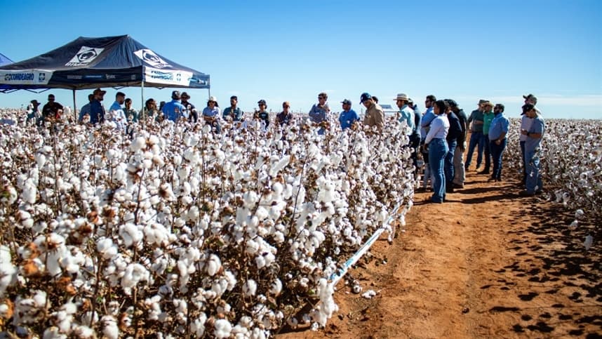 Fundação Bahia destaca ensaios com cultivares de algodão no Cerrado