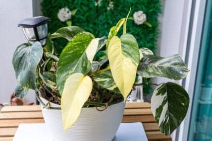 Plantas que melhoram a energia do seu ambiente de trabalho
