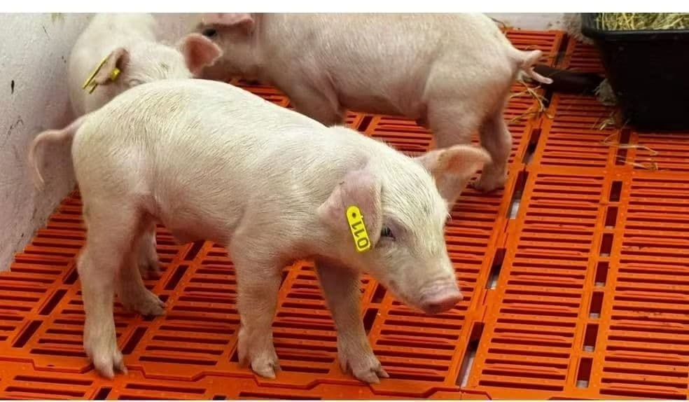 Clonagem de suínos em São Paulo pode revolucionar transplantes