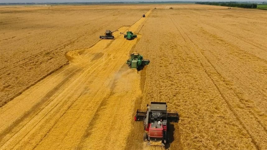 Alta nos preços do trigo no Brasil continua em junho