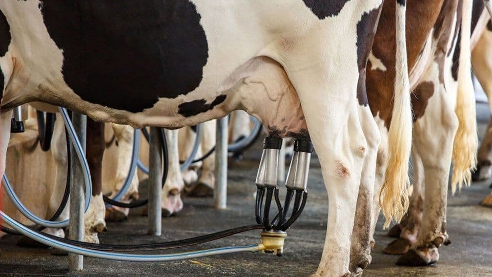 Governo anuncia medidas para melhorar pecuária leiteira