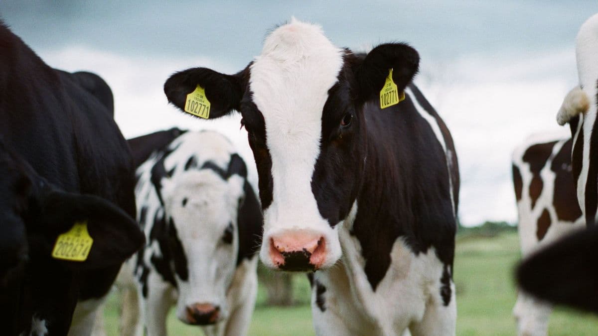 União Europeia rejeita proposta de transição para carne bovina do Brasil