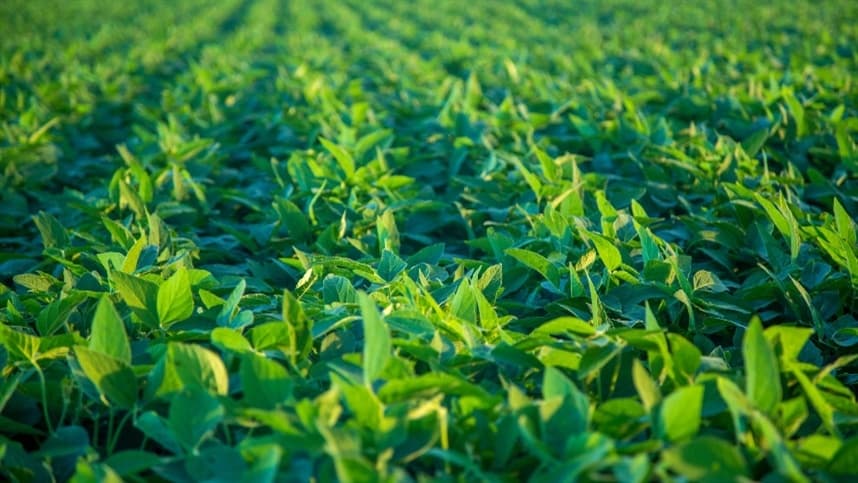 Bioinsumos se destacam na produção de soja como alternativa sustentável