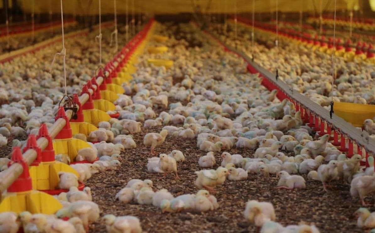 Foco de doença de Newcastle em SC gera embargos à carne de frango
