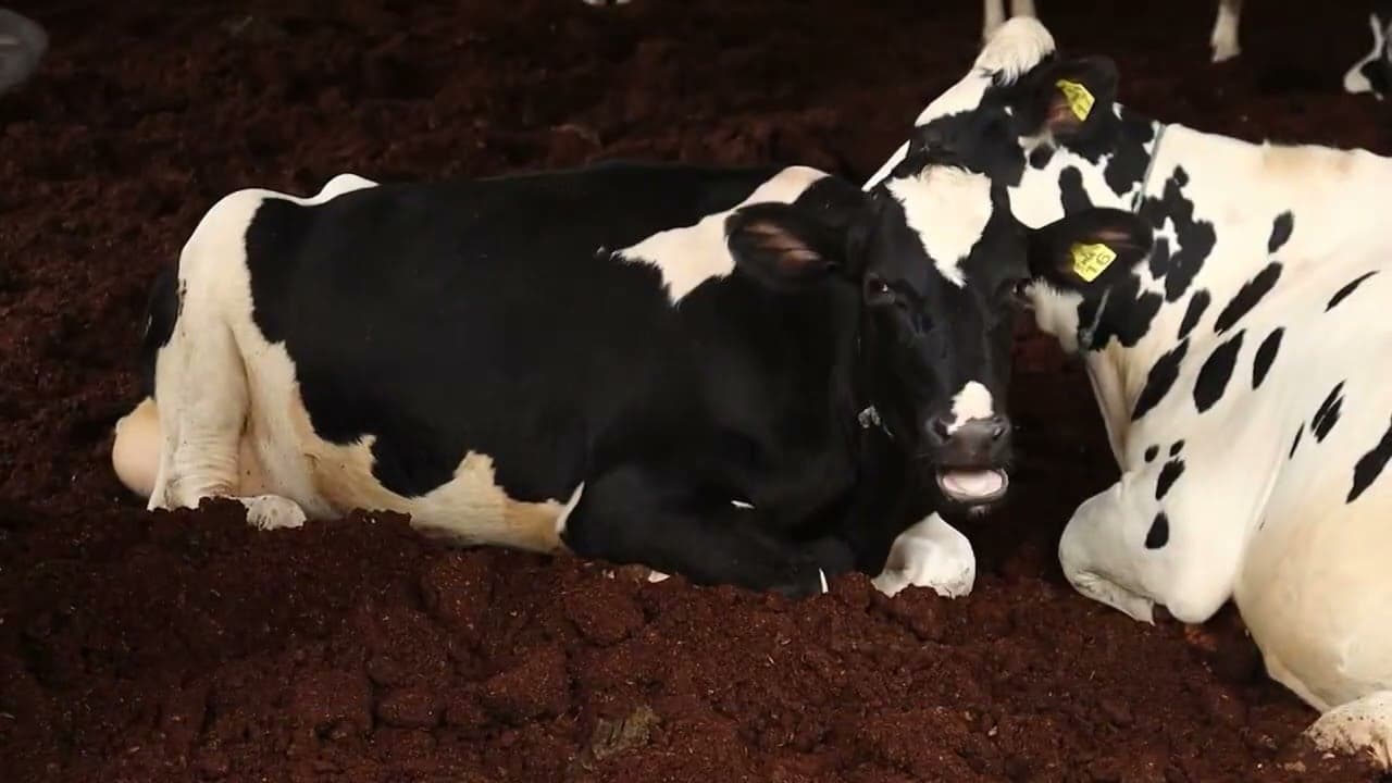 Simpósio em Chapecó discute avanços na bovinocultura de leite