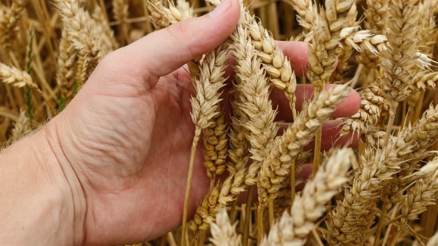 Semeadura de trigo no Rio Grande do Sul enfrenta desafios em 2026