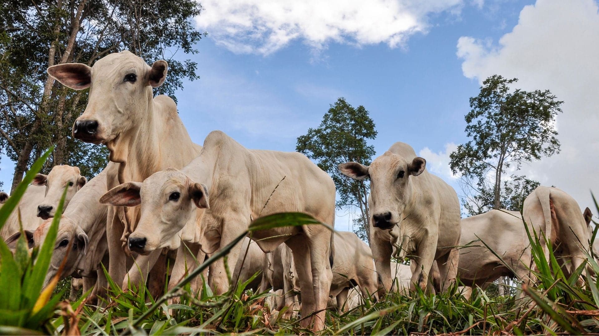 Chuvas impactam mercado do boi gordo em regiões pecuárias