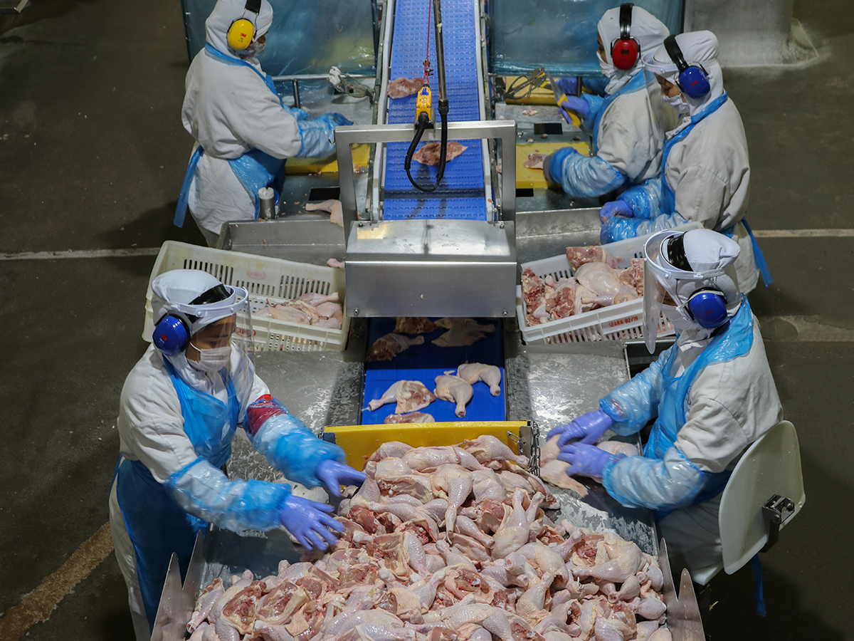 ABPA refuta contaminação de frango brasileira exportada à Grécia