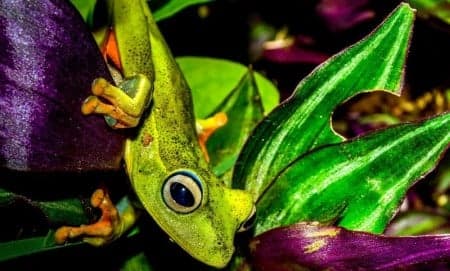 Fatores de Biodiversidade de Anfíbios Anuros São Estudados em Ilhas Brasileiras