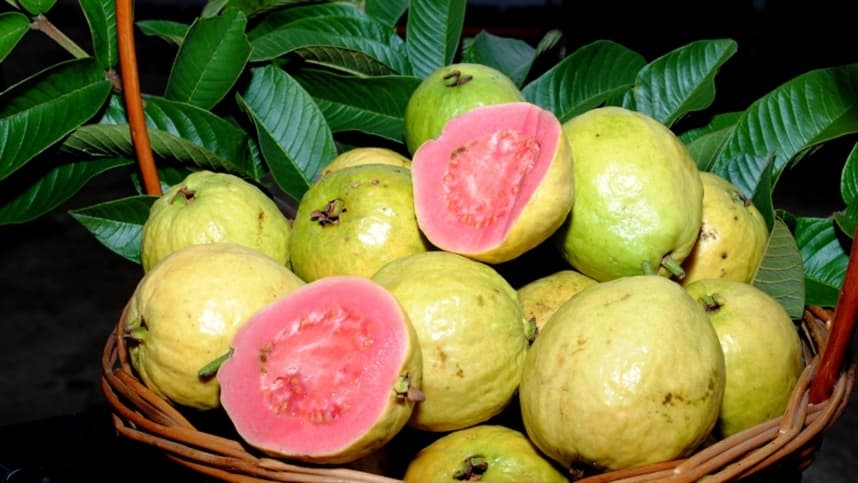 Embrapa divulga guia para cultivo de goiaba no Nordeste