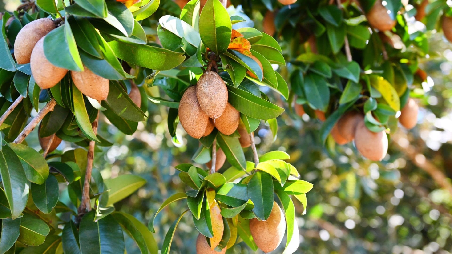 Brasil é terceiro maior produtor de frutas do mundo e destaca diversidade