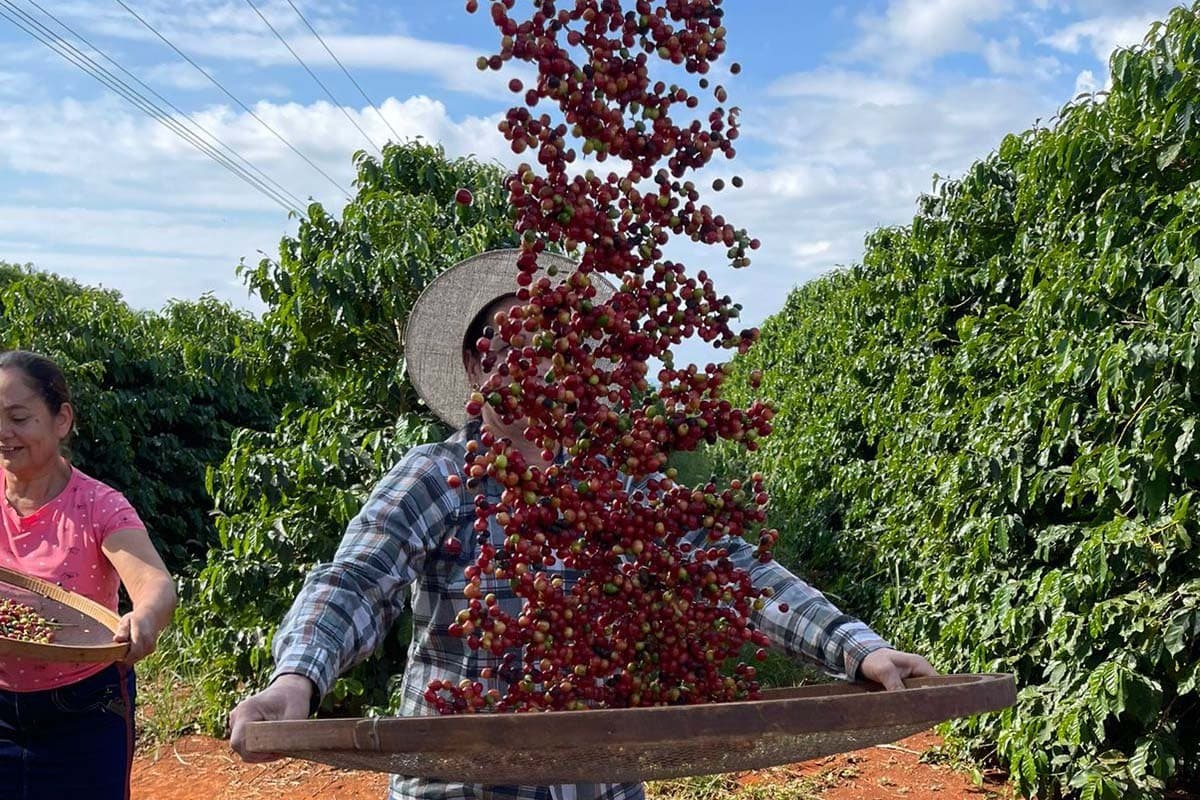 Conab projeta safra de café de 67,6 milhões de sacas em 2026