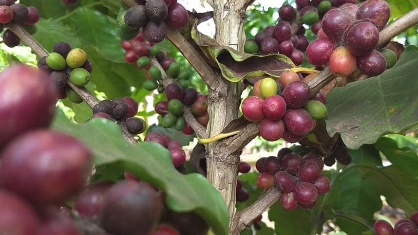 Colheita do café em lavouras novas exige cuidados especiais