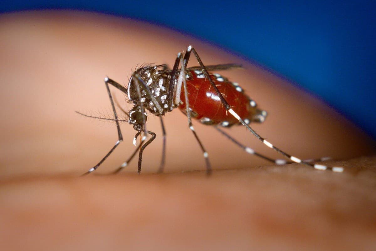 Lisboa libera mosquitos machos estéreis para controlar Aedes albopictus