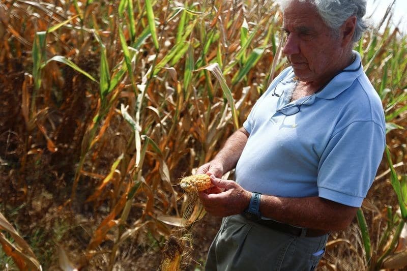 USDA projeta colheita de milho na Argentina em 62 milhões de toneladas