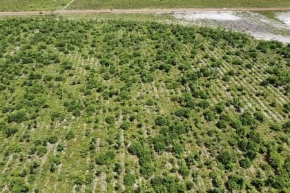 Brasil enfrenta desafios no mercado de carbono regulado