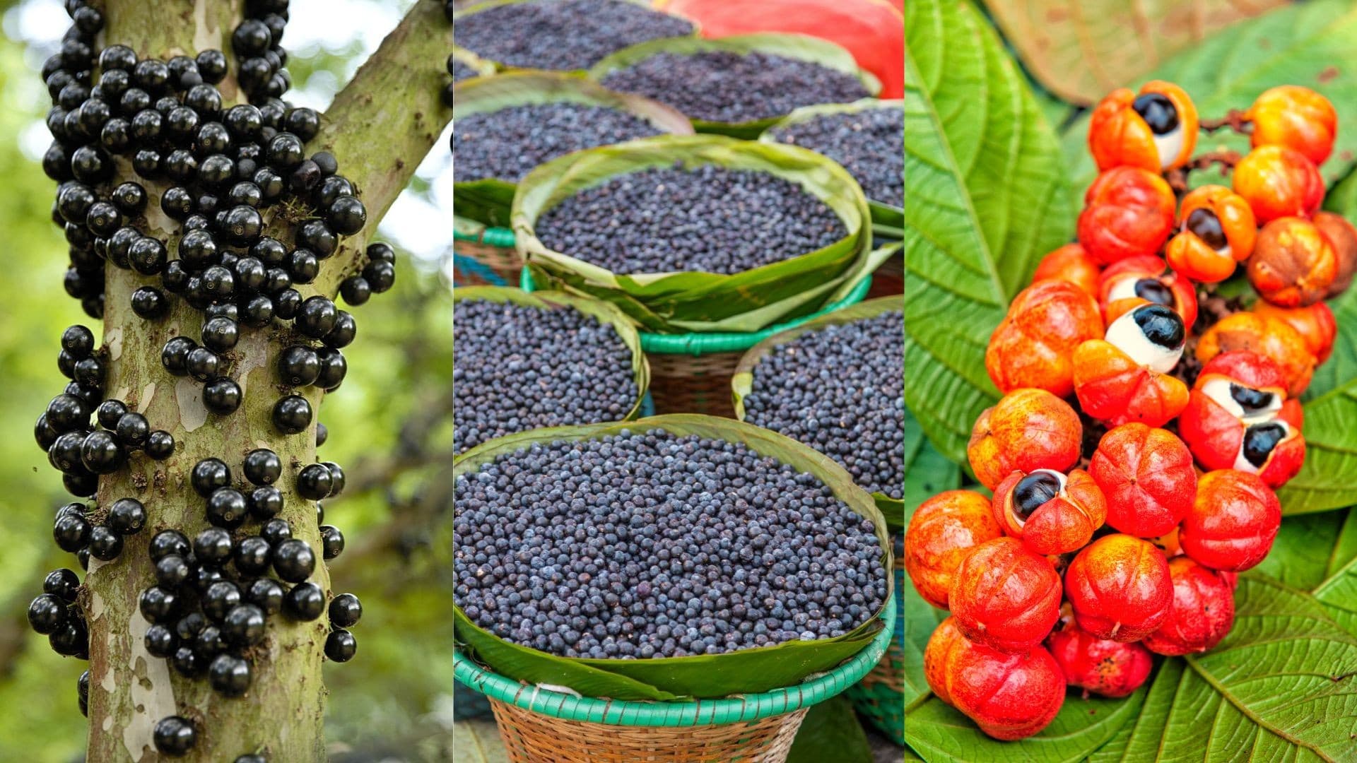 Frutos brasileiros se destacam no ranking global de sabores