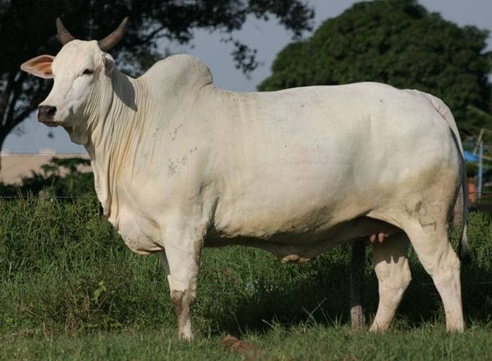 ExpoZebu movimenta R$ 200 milhões em leilões até 4 de maio