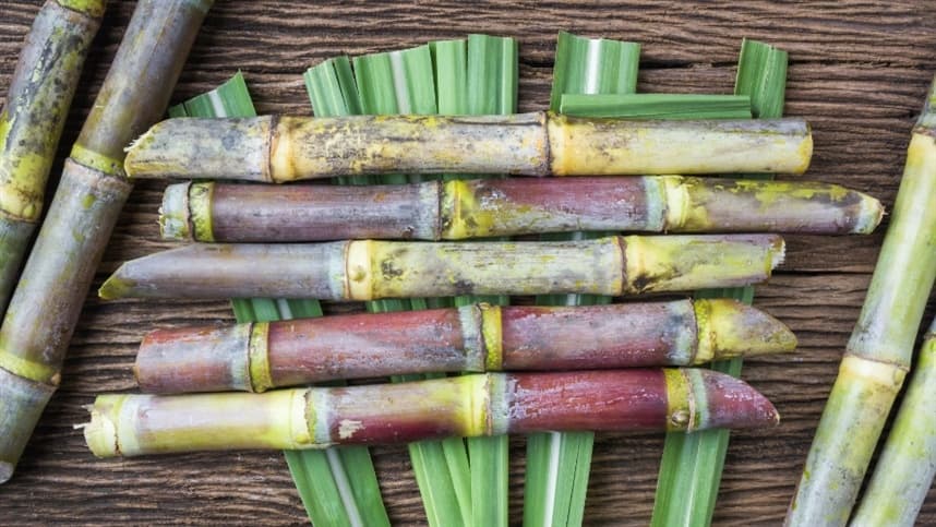 Produção de cana-de-açúcar em Santa Rosa sofre com estiagem