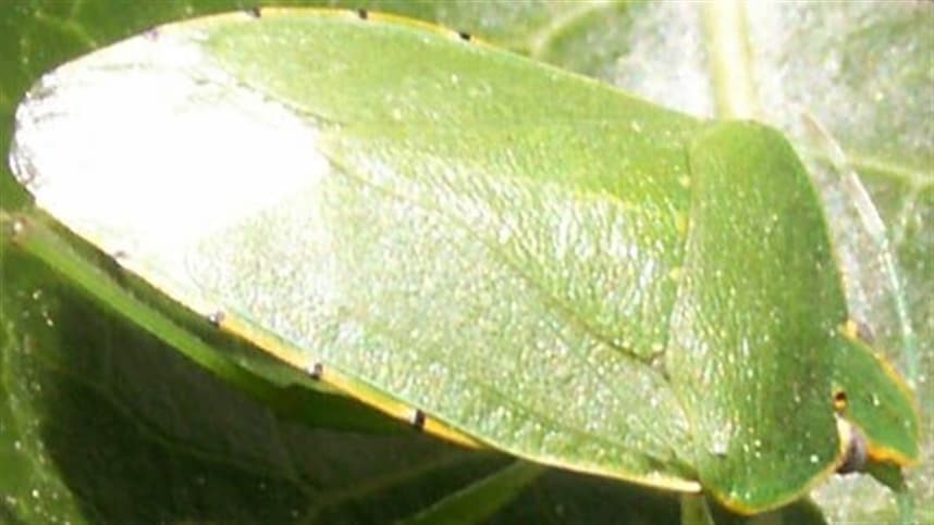 Controle de percevejos com sinais vibratórios