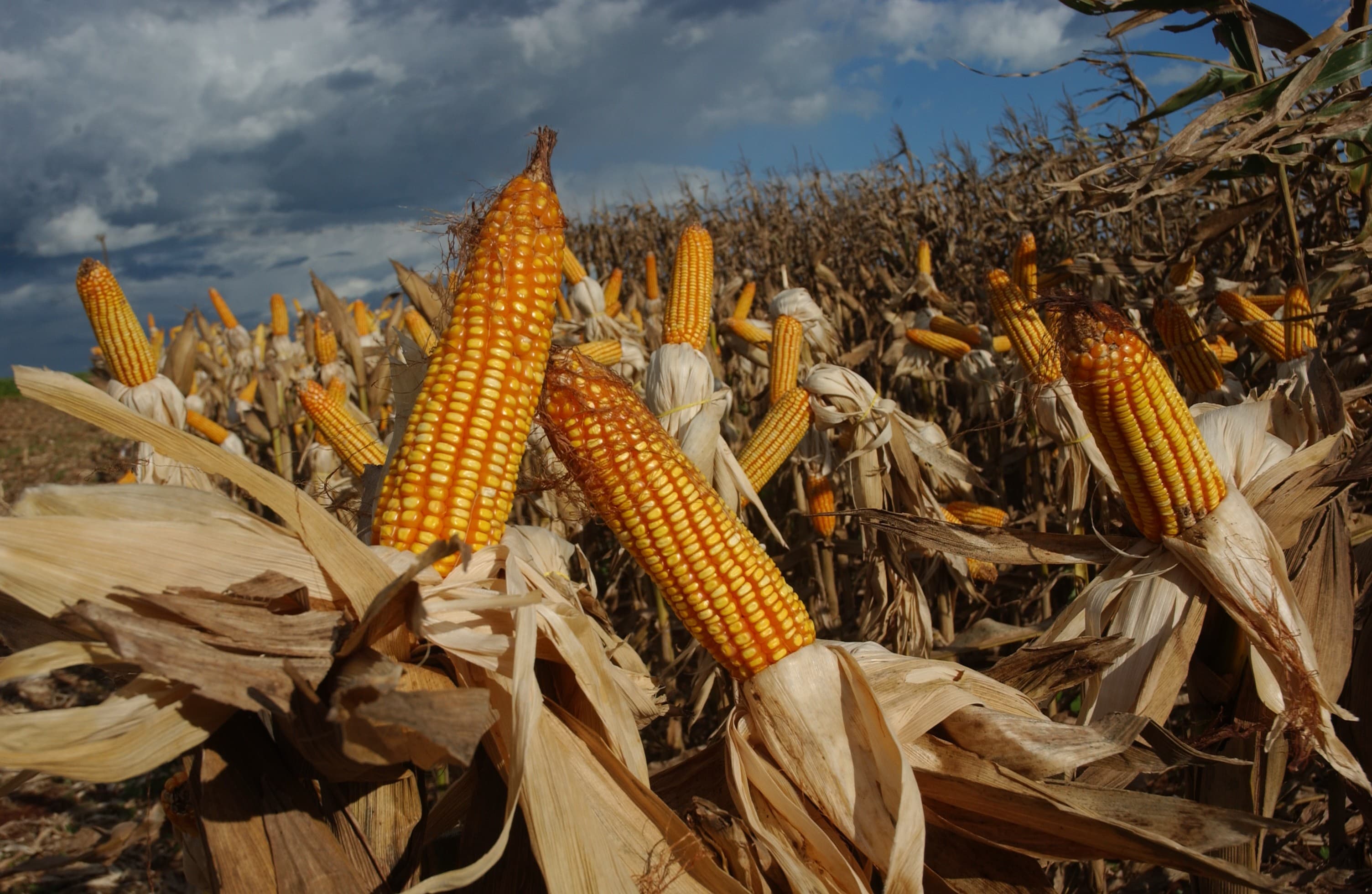 Produção de milho no Brasil deve cair em 2025/26
