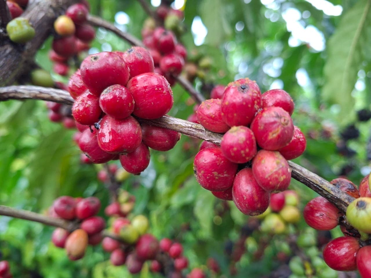 Colheita de café impacta preços do arábica e robusta no Brasil
