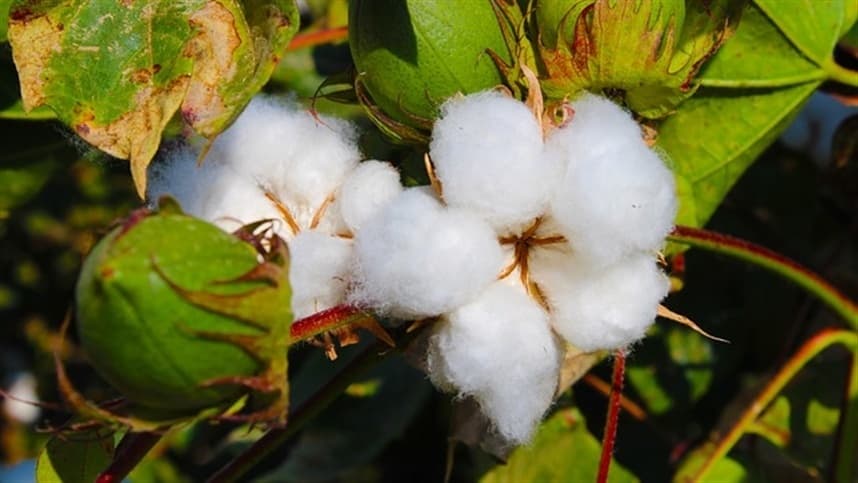 Bicudo-do-algodoeiro ameaça plantações de algodão no Brasil