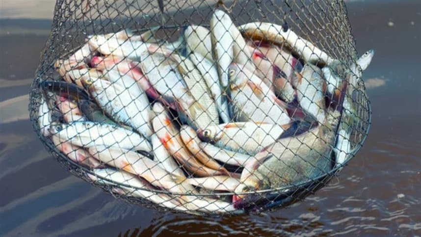 Produtores de pescado se preparam para atender a demanda da Semana Santa
