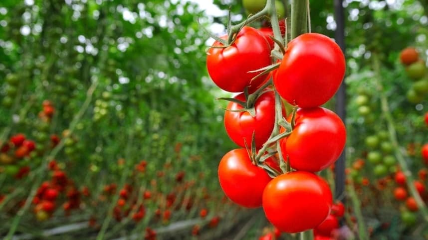Preços do tomate recuam à medida que safra de inverno se intensifica