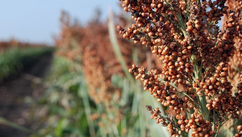 Conab eleva previsão de produção de sorgo para 7,5 milhões de toneladas