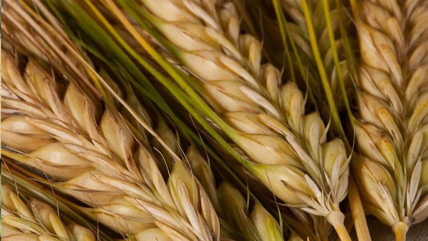 Recorde na área de plantio de cevada no Paraná impacta mercado