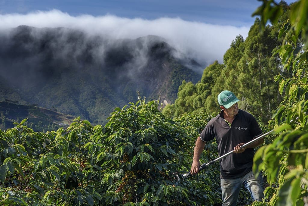 Produtores de café preveem melhorias para a safra 2027/28