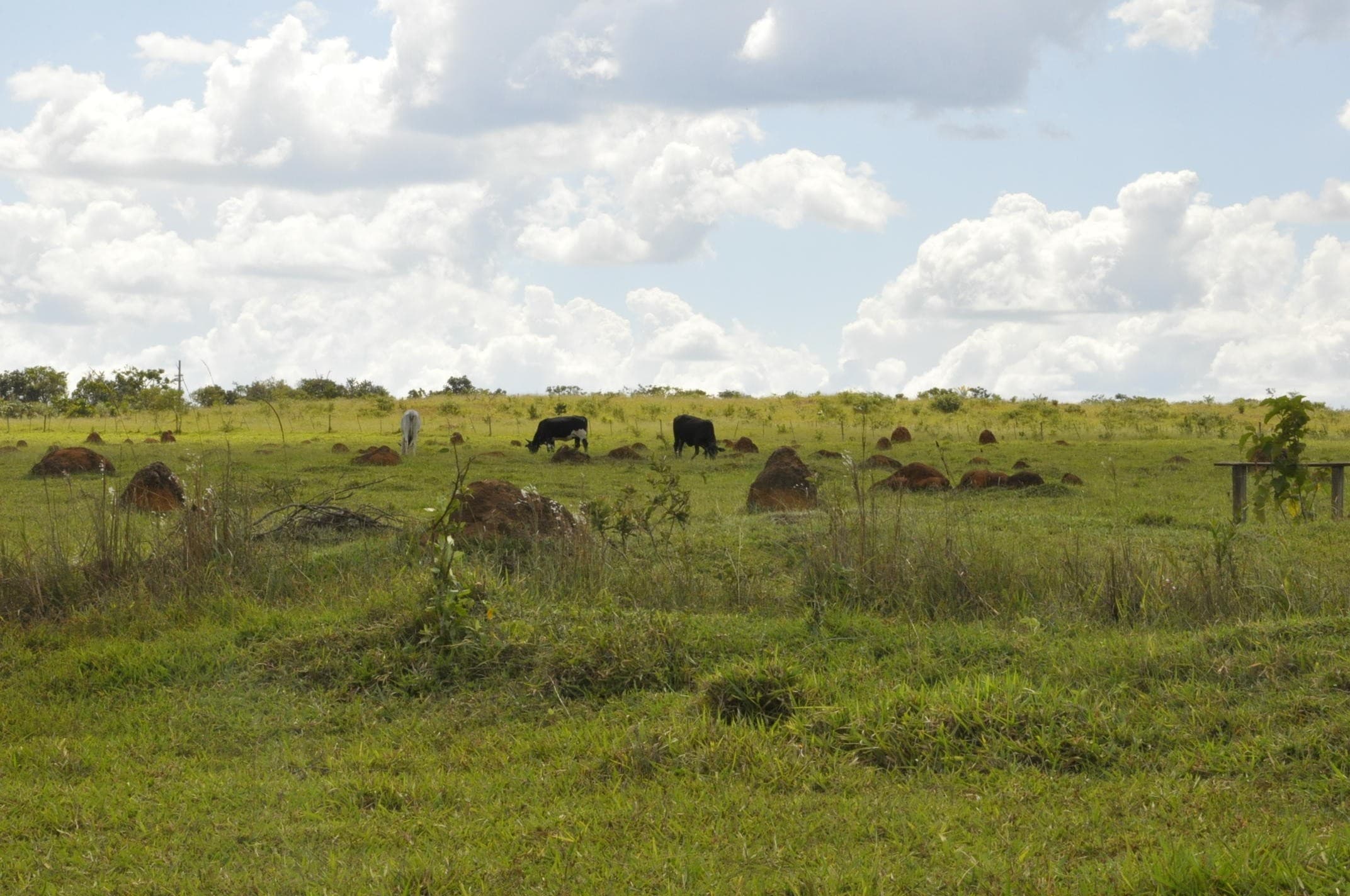 Ajustes no Pronaf visam fortalecer a agricultura familiar
