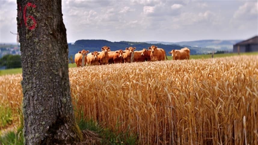 Melhorias nas Pastagens do Rio Grande do Sul com Retorno das Chuvas