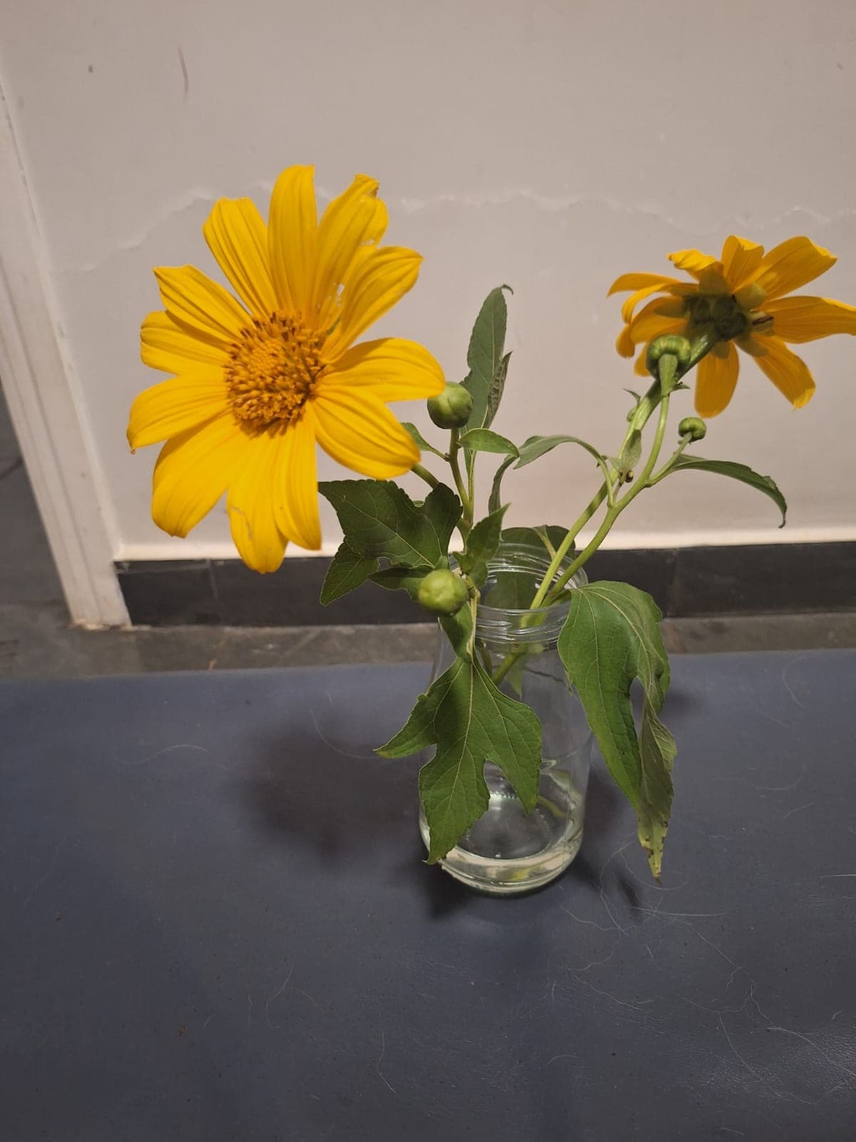 Margaridão encanta moradores de Rio Claro com suas flores amarelas