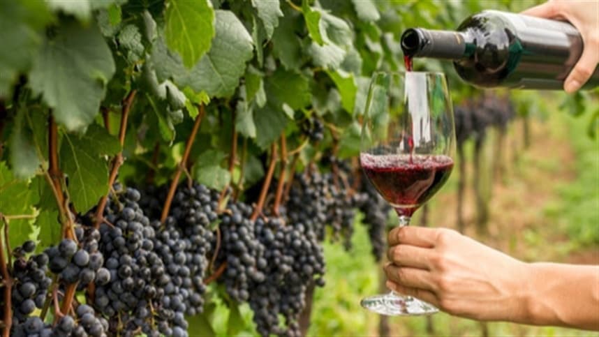 Anuário do Vinho 2026 do Mapa traz dados relevantes sobre setor no Brasil