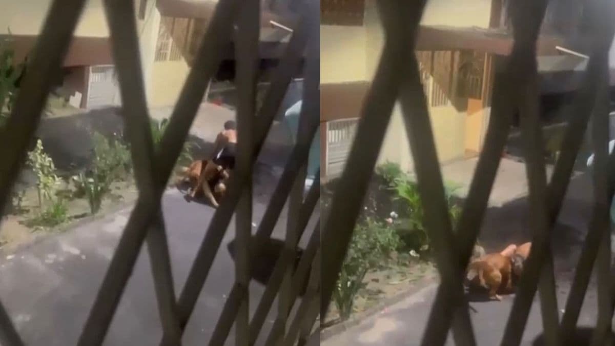 Pitbull ataca mulher em condomínio no Rio de Janeiro