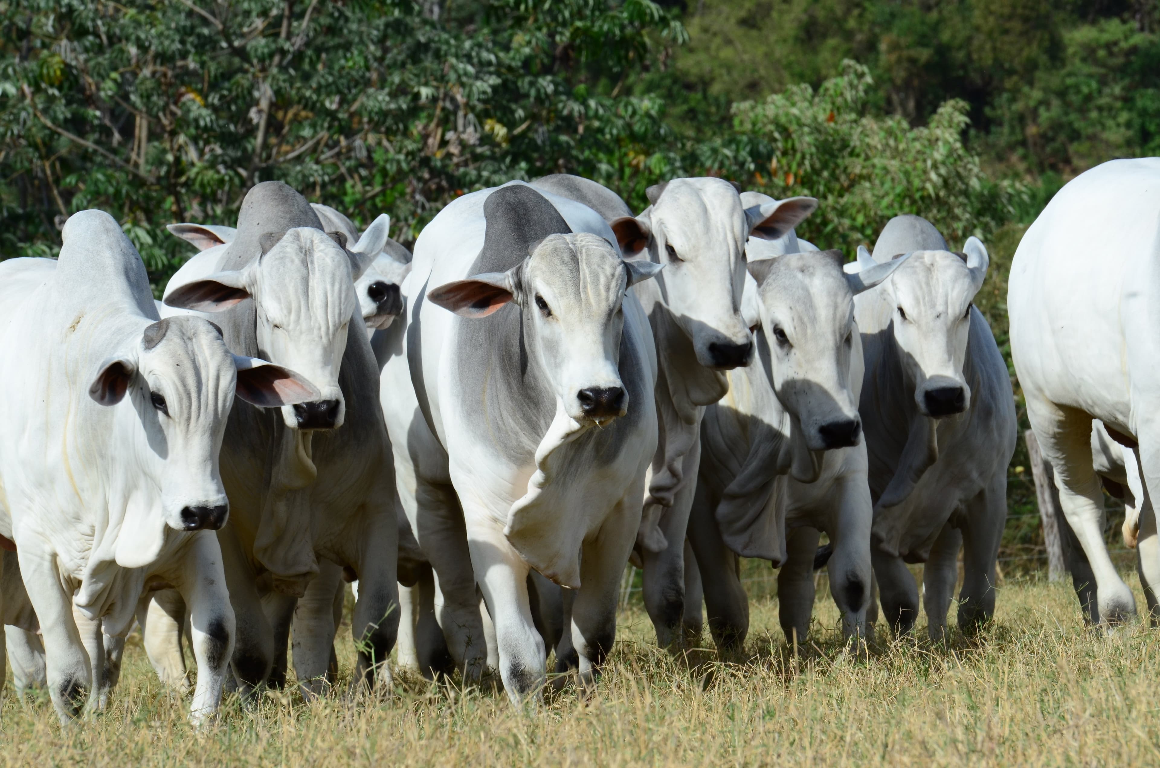Semana do Embrapa Geneplus destaca melhoramento genético em 2026