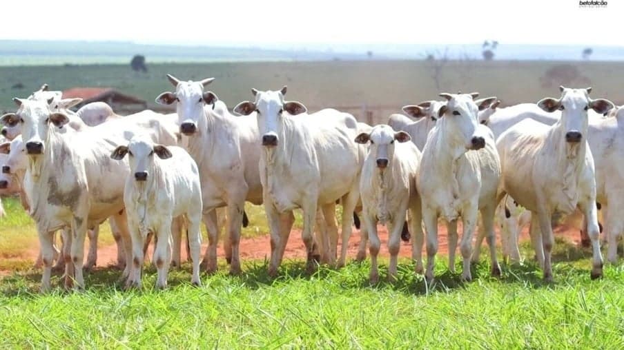 Mercado pecuário brasileiro observa baixa liquidez e preços em queda