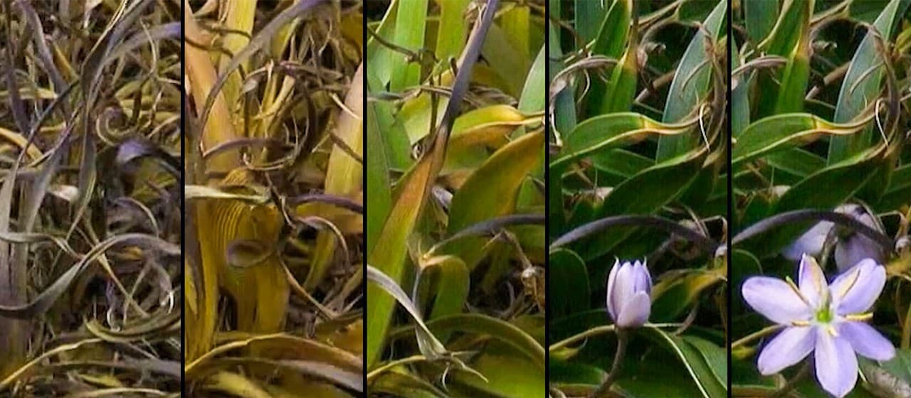 Plantas da ressurreição revelam segredos de sobrevivência extrema