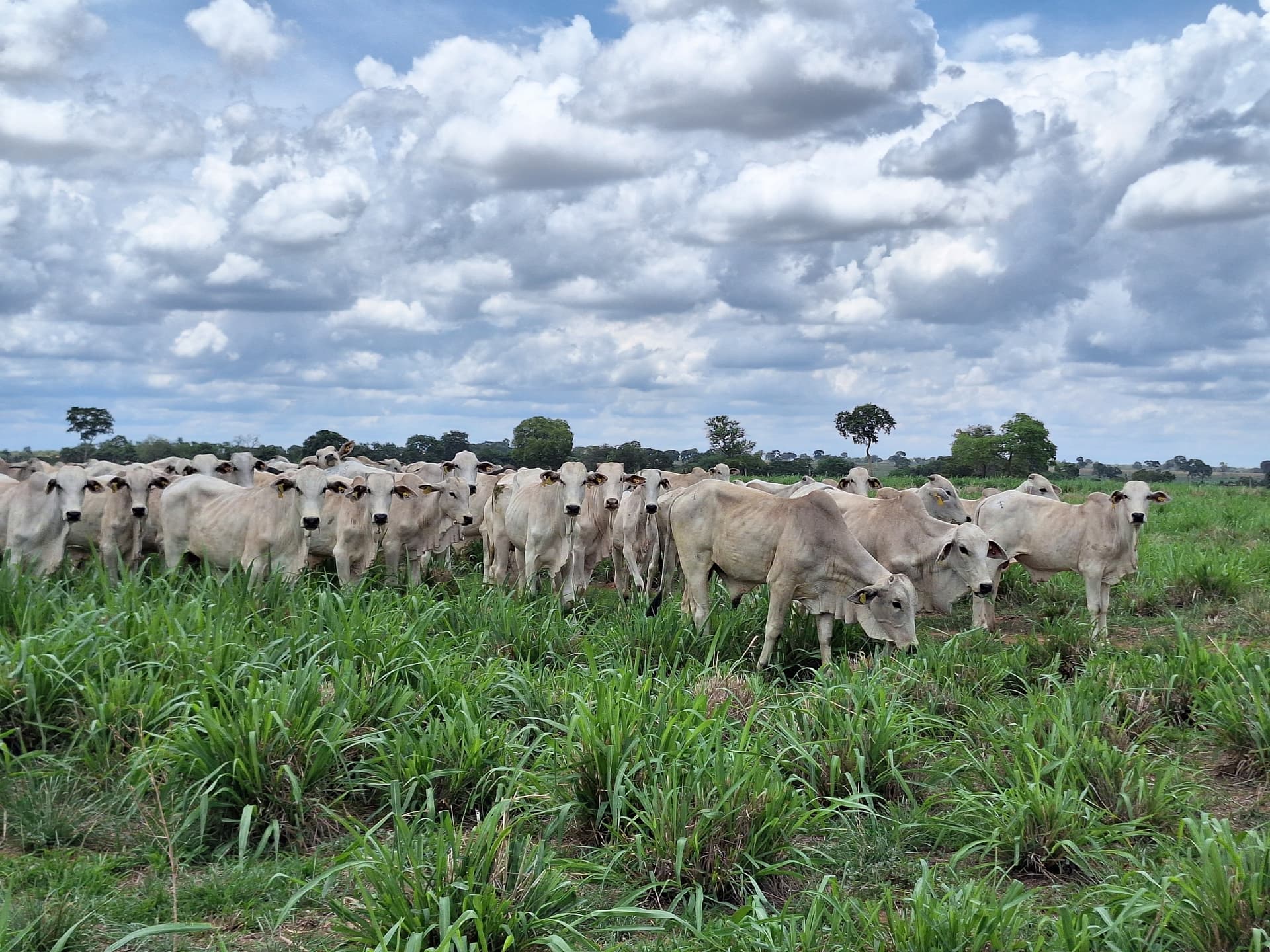 Liquidez do mercado pecuário cai, segundo Cepea