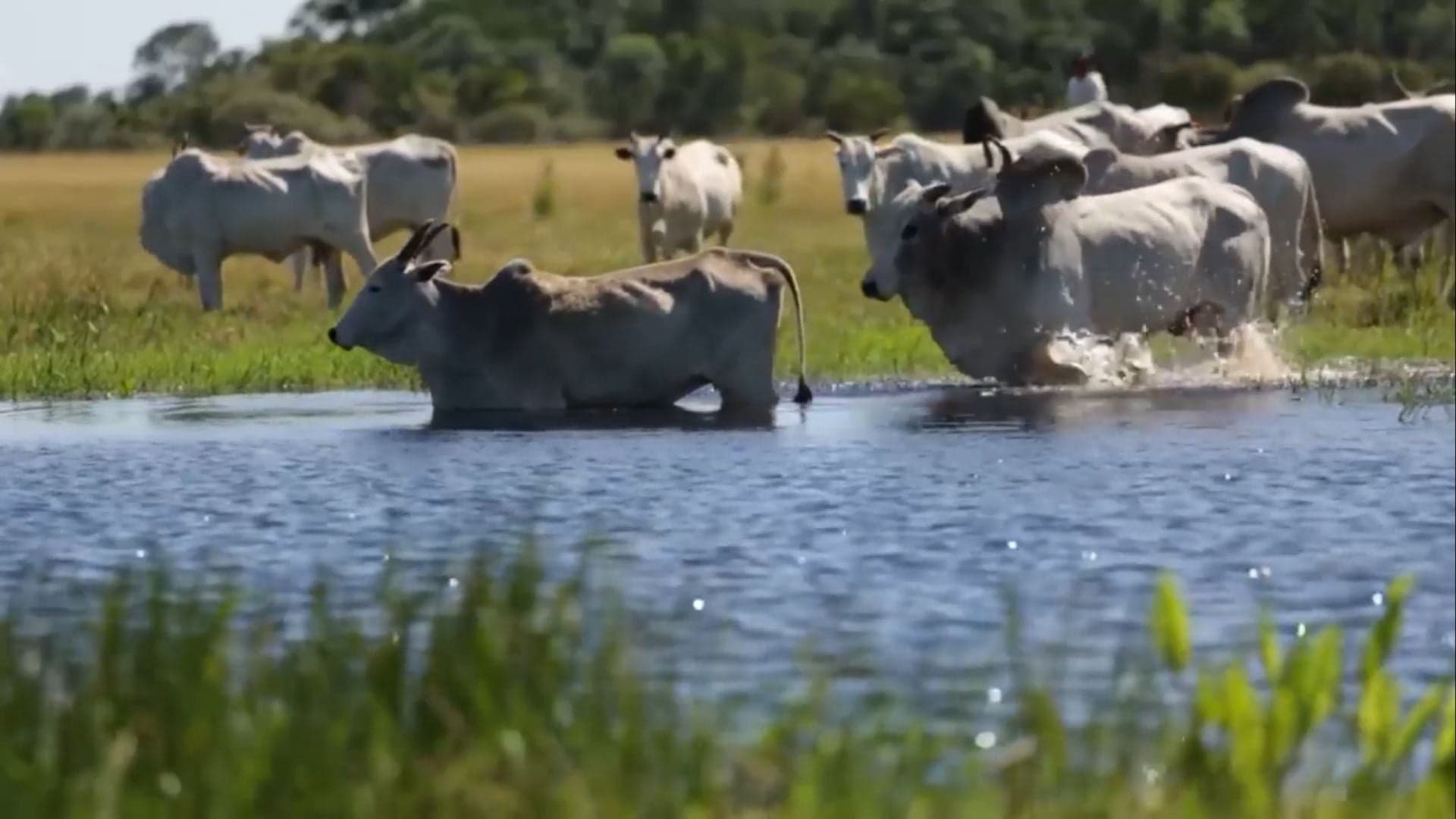 Produtores do Pantanal devem se atentar à demarcação de terras
