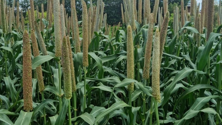 Milheto: uma alternativa para cultivo em períodos de clima instável