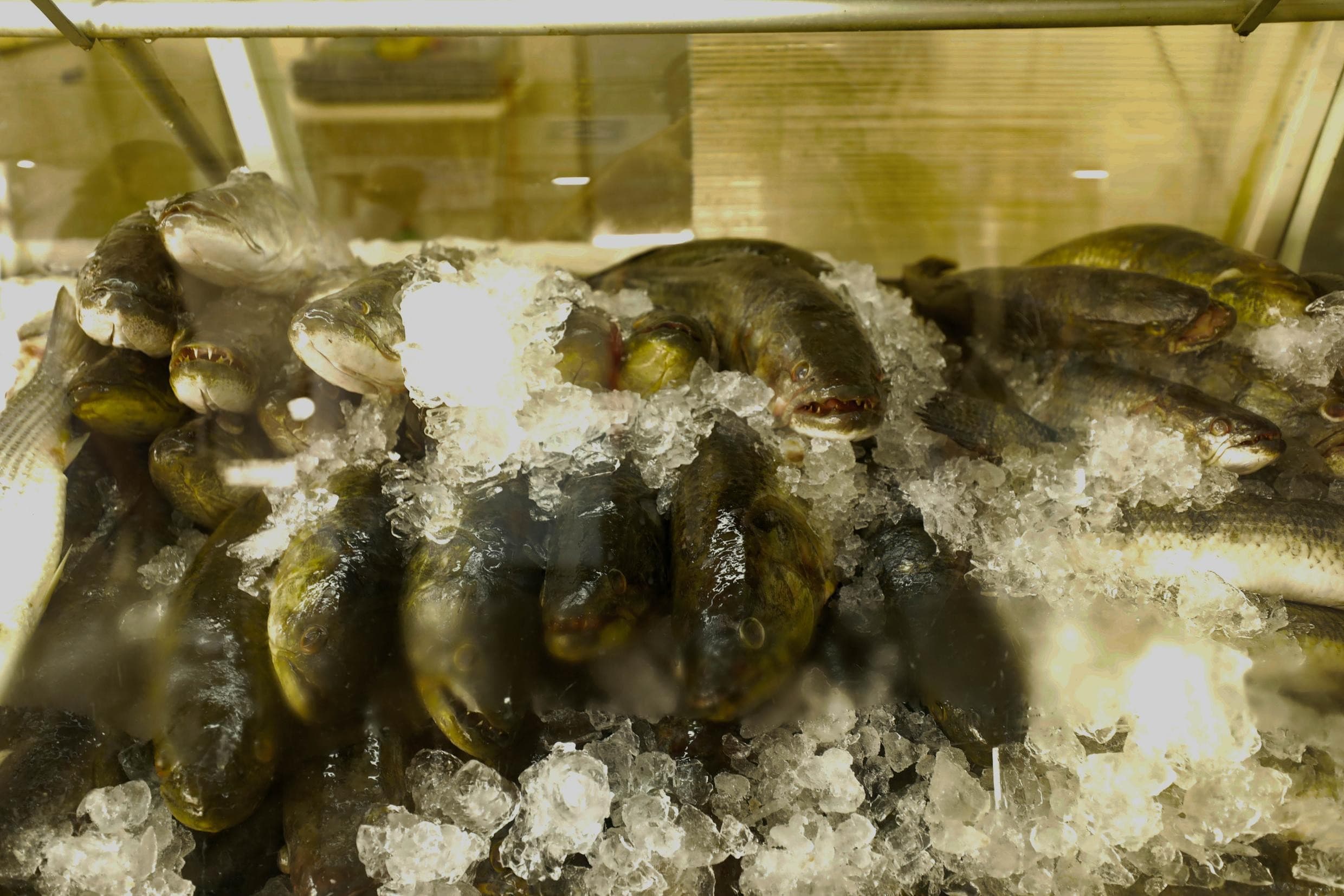 Aumenta o Consumo de Pescado na Semana Santa e Fiscalizações Reforçam a Qualidade