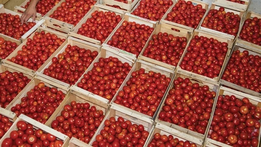 Novidades no mercado: Chegam híbridos de tomate resistentes ao vírus rugoso